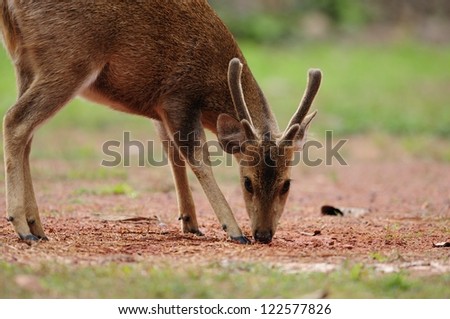 Hog Deer in phukhieows Wildlife Sanctuary, chaiyaphoom province, Thailand.