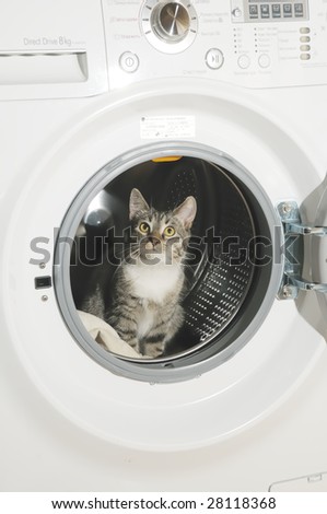 clothes washer and cat in the clothes washer