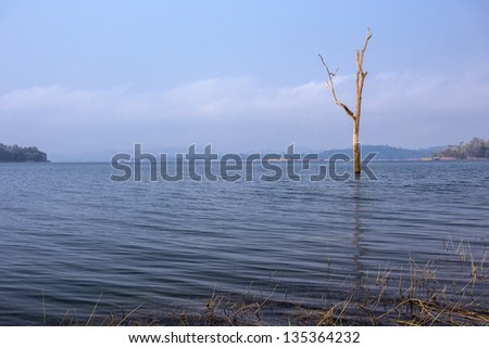 dead tree  stand alone in the lake