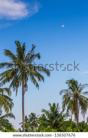 moon above palm