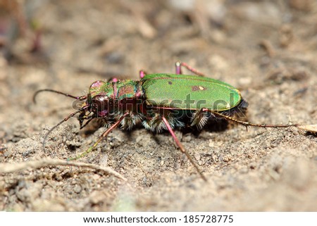 Tiger beetle (Cicindela campestris). Macro