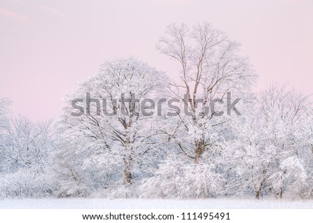 Winter landscape at dawn of a snow flocked forest, Fort Custer State Park, Michigan, USA