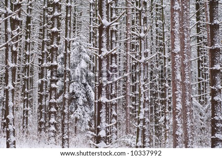 Winter, red and white pine forest with fresh dusting of snow, Yankee Springs State Park, Michigan, USA