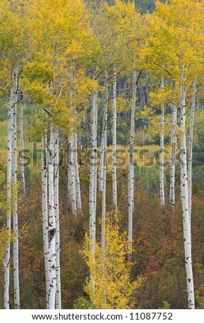 Autumn aspens, Elk Mountains, Colorado, USA