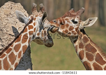 Captive reticulated giraffes sharing an intimate moment where one licks the eye of the other