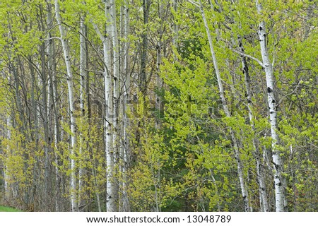 Spring aspen woods, Porcupine Mountains Wilderness State Park, Michigan\'s Upper Peninsula, USA