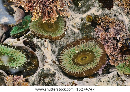 Close-up of green anemones in a tidal pool, Pacific Ocean, Oregon, USA