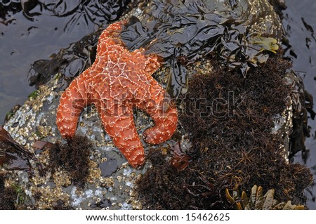 Orange sea star in tidal pool with kelp and other marine vegetation, Pacific Ocean, Oregon, USA
