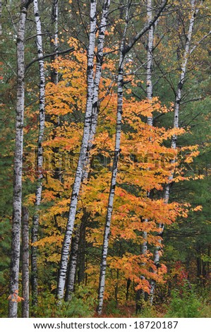 Autumn maple and aspens Ottawa National Forest, Michigan\'s Upper Peninsula, USA