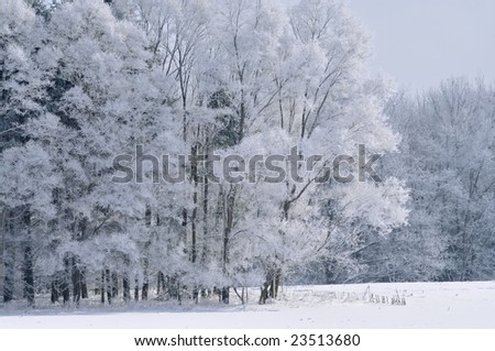 Hoarfrost encases a forest of bare trees on a frigid winter morning, Michigan, USA