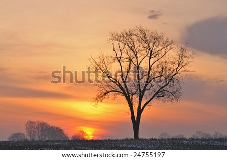 Bare trees in a rural landscape silhouetted against a colorful dawn sky with sun disc, Michigan, USA