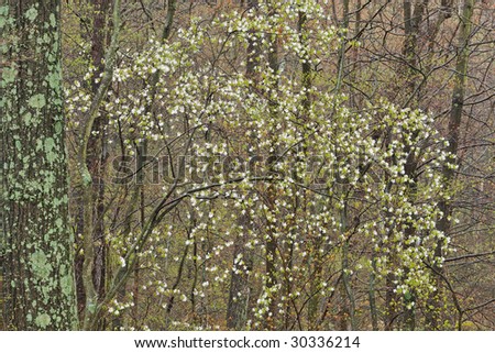 Landscape of a serviceberry in a spring forest, Michigan, USA