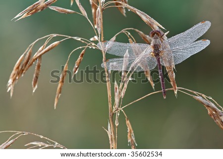 Dew covered dragonfly perched on grass seed head on a cold summer morning