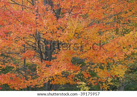 Autumn landscape of maple tree, Port Oneida Historic District, Sleeping Bear Dunes National Lakeshore, Michigan, USA