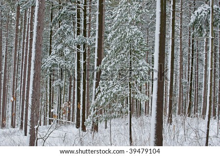 Winter pine forest with a dusting of fresh snow, Yankee Springs State Park, Michigan
