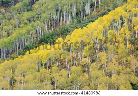 Autumn aspen forest Rocky Mountains near Aspen, Colorado, USA