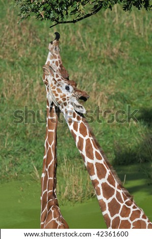 Captive reticulated giraffes sharing an intimate moment where one extend its tongue to reach for leaves
