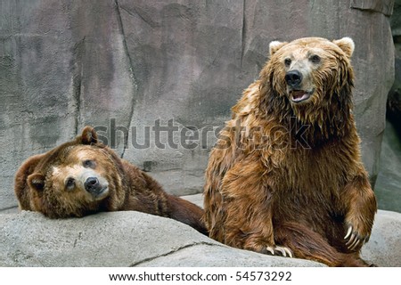 Captive coastal brown bear and grizzly bear sitting and resting