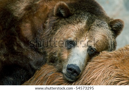 Captive coastal brown bear resting on grizzly bear\'s back