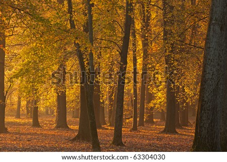 Autumn forest aglow with warm light at sunrise, Yankee Springs State Park, Michigan, USA