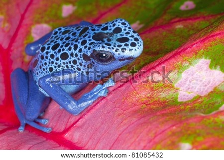 Close-up of a blue dart frog perched on pink leaf