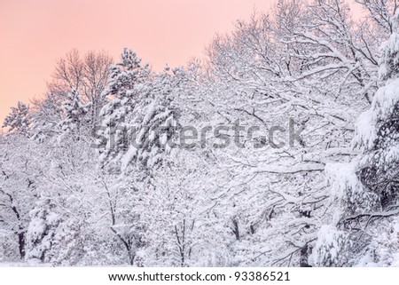 Winter landscape at dawn of a snow flocked forest, Allegan State Forest, Michigan, USA