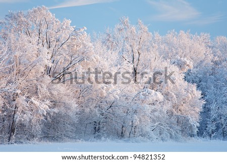 Winter landscape of snow flocked trees at sunrise, Fort Custer State Park, Michigan, USA