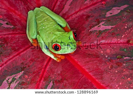 Close-up of a perched red eye tree frog (Agalychnis callidryas)