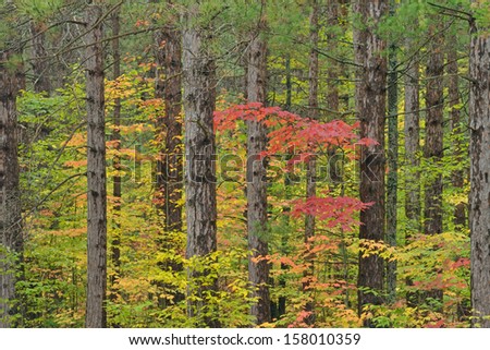 Autumn forest, Hartwick Pines State Park, Michigan, USA