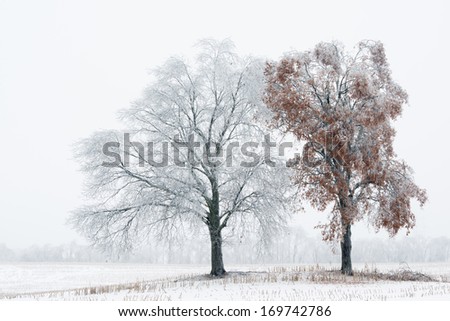 Winter landscape of iced trees in a rural landscape, Michigan, USA
