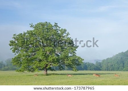 Landscape of deer grazing in Cades Cove, Great Smoky Mountains National Park, Tennessee, USA
