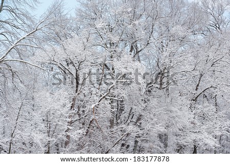 Winter forest flocked with fresh snow with red-tailed hawk, Yankee Springs State Park, Michigan, USA