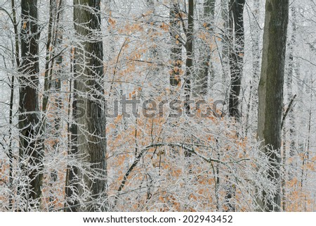 Iced winter forest, Yankee Springs State Park, Michigan, USA