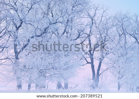 Hoarfrost encases a forest of bare trees on a frigid winter morning at dawn, Michigan, USA