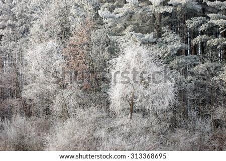 Hoarfrost encases a lakeside forest of bare trees on a frigid winter morning, Michigan, USA