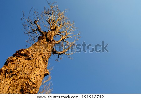 Dead tree with clear blue sky background, Tree without leaves but still alive.