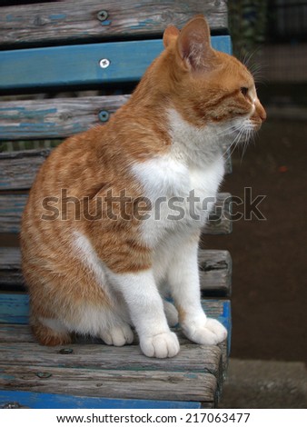 Stray cat photographed in a park in Yokohama, Japan.