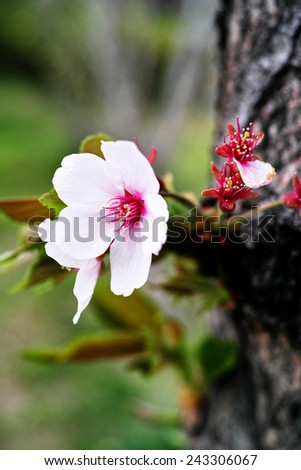 Sakura cherry flower in full bloom isolated in the nature