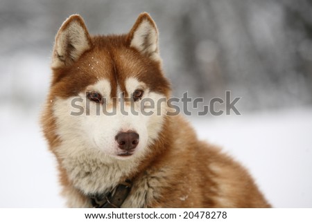 Siberian Husky, taken in Plan d\'Hotonnes, Ain, France