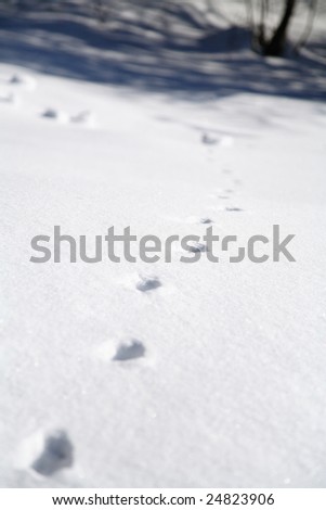 Rabbit in winter