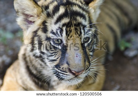 Young Tiger Laying