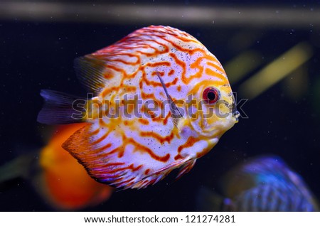 Discus fish, red Symphysodon Discus in aquarium.