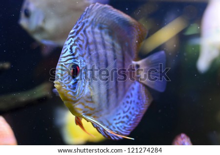 Discus fish, blue Symphysodon Discus in  aquarium.