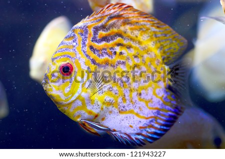 Discus fish, yellow Symphysodon Discus in aquarium.