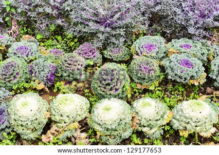 Color cabbage garden at chiang mai, thailand