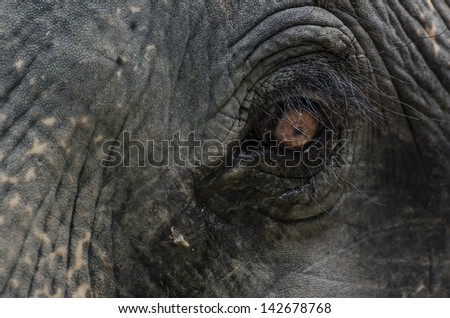 closed up elephant eye