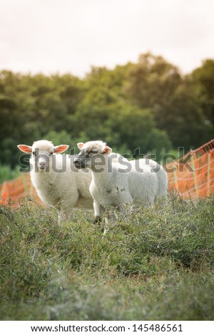 Sheep on the Heather