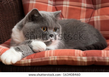 British Shorthair Cat on the Chair