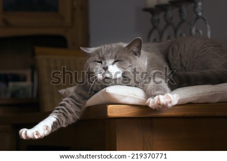 British Shorthair cat wakes up on the table