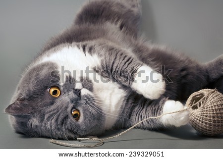 Cat playing with package Ribbon